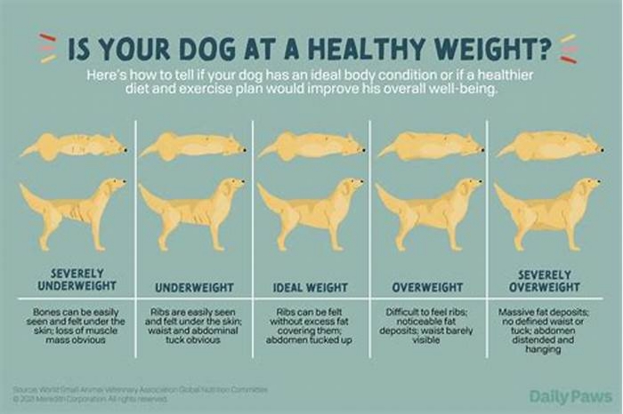 Why is my dog losing weight on farmers' dog?