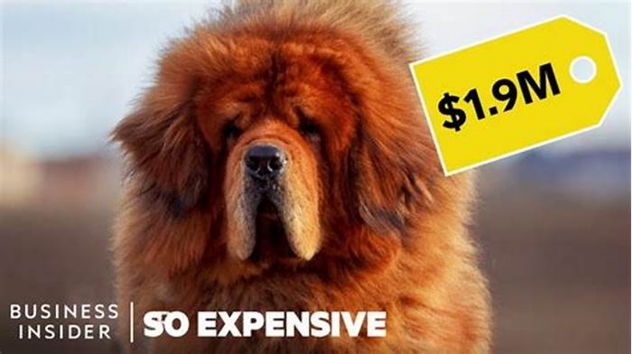 Why is pedigree so expensive?